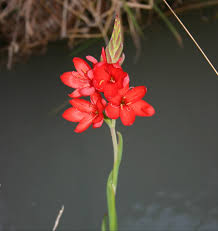 Image result for Hesperantha