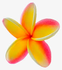 Free psd mockups templates for packaging magazine, book, stationery, apparel, device, mobile, editorial, packaging, business cards, ipad, macbook, glassware Plumeria Png Free Hd Plumeria Transparent Image Pngkit