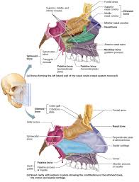 The cartilaginous septum extends from the nasal bones in the midline above to the bony septum in the. Bones Of The Nasal Cavity Human Anatomy And Physiology Nasal Cavity Respiratory System Anatomy