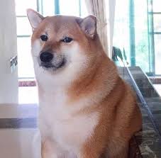 Most pictures of doge are accompanied by words, usually the following: Pin On Cheems Doge Doggo Shiba Inu Tote Bag Bonk Template