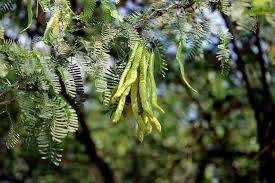 Image result for Prosopis juliflora
