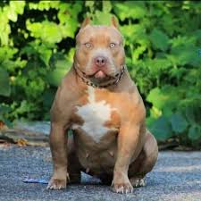 The giant 175lb family pit bullsubscribe: First Choice Bullys Pit Bull Puppies