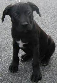 Black And White Pitbull Terrier Puppy Pittbull Puppy Pitbull Puppies Black Pitbull Puppies Lab Mix Puppies