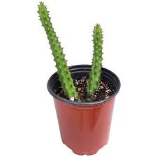 Image result for Huernia procumbens