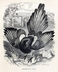 Magpie J B Zwecker From The Illustrated Illustration Magpie Wood Engraving