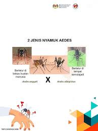 Bukan berlaku di malaysia sahaja, tetapi demam denggi juga turut berlaku. Jangan Terlepas Pandang Bila Demam Dah Kebah 7 Perkara Tentang Denggi Pada Kanak Kanak
