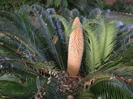 Keep in mind that sago palms may take over a decade to reach maturity and bloom for the first time. Sago Palm