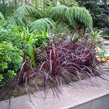 Cordyline Festival Burgundy Easy To Grow Bulbs
