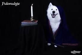 The series is known for all the cool magic tricks and spells, and the characters. The 61 Best Harry Potter Dog Names By Popularity In 2019