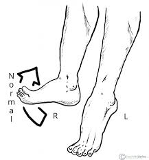 The Common Fibular Nerve Course Motor Sensory