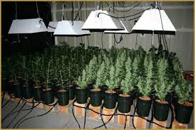 Lowryder strain auto is a type of autoflowering hybrid strain that was designed specifically to give it its small size. Tipps Fur Das Wachstum Von Selbstbluhenden Arten