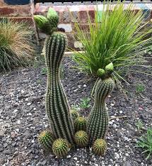 Ordinary potting compost holds water well, which is a huge bonus for most plants, but not for cacti 4. Leaves Of Thorny Cactus Steemit