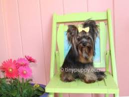 There are are a number of breeds recognized by the akc and other organizations in the toy group and they are some of the most popular breeds around. Micro Teacup Yorkie Breeder Puppies For Sale In Texas Tinypuppy