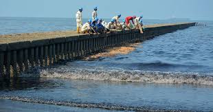 Kita bisa menemukan ikan di air tawar (danau atau sungai) atau air asin (laut). Gambar Pantai Teluk Penyu Cilacap Teluk Penyu Cilacap Tercemar Minyak Mentah Kenapa Mongabay Co Id Pps Cilacap Ikut Pantai Pemandangan Pemandangan Yang Indah