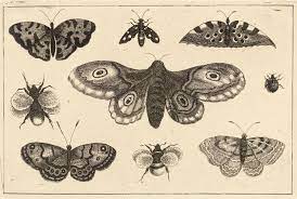 Colorful moth and crescent moon tattoo. 35 Famous Moth Tattoos Designs