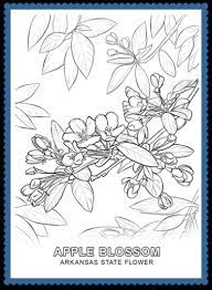 Flowers come in a selection of colors and you can get colors that will function in almost any situation, indoors or out. Arkansas State Flower Apple Blossom By Usa Facts For Kids