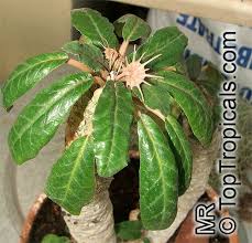 Image result for Dorstenia psilurus