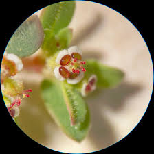 Image result for Euphorbia espinosa