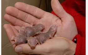 The biden administration has faced increased pressure in recent weeks over its handling of the crisis, as well as the lack of transparency and access for journalists, as there have been no public photos available of the conditions inside the facilities where thousands of children are being kept. Naked Mole Rats Secrets Revealed Nsf National Science Foundation