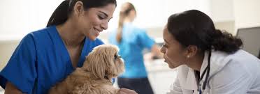 See more ideas about pet businesses, pets, veterinarian. Veterinary Professionals Jobs Veterinary Professionals Jobs At Idexx