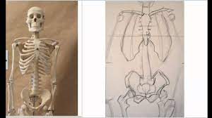 Drawing The Skeleton Front View Preparation For Life Drawing - Youtube