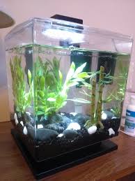 My Betta Fish Won T Eat Or Swim My Aquarium Club