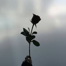 Sorry for any mistakes please subscribe me! Tears On The Ground Tears On My Pillow You Won T Bring Me Down And I Ll Get Over You Rose Wallpaper Aesthetic Wallpapers Wallpaper