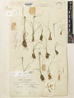 Image result for Cyperus mollipes