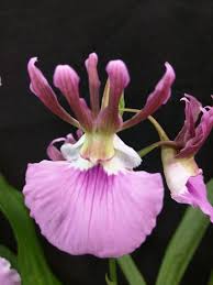 Image result for Eulophia guineensis
