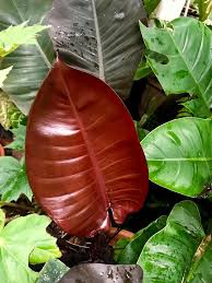 Philodendron erubescens or blushing philodendron is a perennial evergreen vine native to colombia. Plantfiles Pictures Philodendron Blushing Philodendron Red Leaf Philodendron Black Cardinal Philodendron Erubescens By Kell