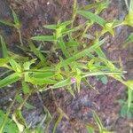 Image result for Cyanotis lanata