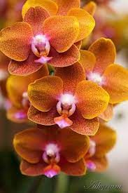 Asparagales Orchidaceae Phalenopsis Sp Beautiful Orchids Unusual Flowers Amazing Flowers