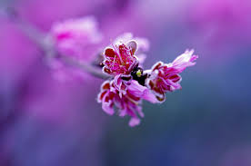 Nikon 105mm F 2 8 G Af S Vr Micro Nikkor Pin On Macro Lens