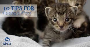 Also the eyes are a good way of getting a rough idea of the age of a kitten. 10 Tips For Raising A Kitten Central California Spca Fresno Ca 10 Tips For Raising A Kitten