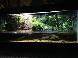 After A Little While Some Decorations Were Added To Make The Aqua Terrarium Look More Natural Water Runs From The Reptiles And Amphibians Rainforest Terrarium