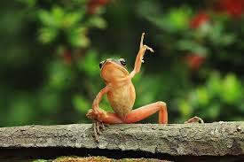 Image 583722 Animals Funny Frog Frog Photo Funny Frogs