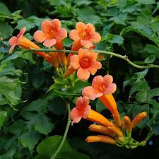 Trumpet Creeper Flowers Hummingbird Plants Campsis Trumpet Vine