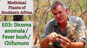 Image result for Dicoma anomala