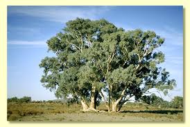 Image result for Eucalyptus camaldulensis