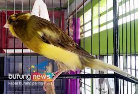 Jantan muda, f1ys, ijo, big ngerol,sehat Donny Budi Santoso Breeder Yorkshire Anakan F1 Dan F2 Berkualitas Dibanderol Miring Burungnews