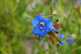 Image result for Commelina reptans