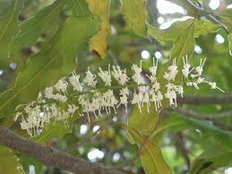 Image result for Macadamia aff. integrifolia