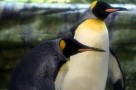 Do anything you need however don't switch cash or any object out of doors of the buying and selling menu in any other case you'll turn out to be getting. Gay Penguins Adopt Abandoned Egg At Berlin Zoo The Independent The Independent