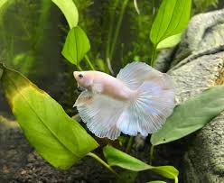 Betta fish are small fresh water fish that are part of the osphronemidae family. Why Is My White Opal Male Betta Turning Pink Red My Aquarium Club