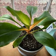 Image result for Chlorophytum filipendulum