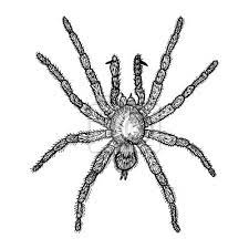 Spider Hand Gezeichnet, Isoliert Auf Weiß. Zeichnung Skizze Der Fototapete  • Fototapeten Skizzenhaften, Eigenschaft, Zauberei | Myloview.de