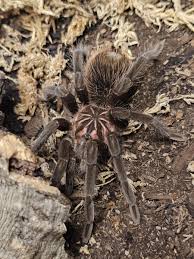 Image result for Emilia brachycephala