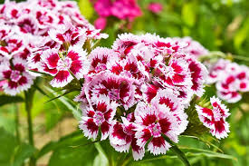 Exposure of dogs and cats to household plants occurs commonly, especially with younger animals that tend to be very inquisitive. Are Dianthus Poisonous To Dogs Healthy Homemade Dog Treats