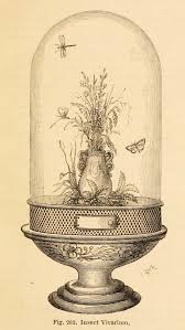 Engraved Illustration Insect Vivarium 1866 Engraving Illustration Vintage Illustration Scientific Illustration