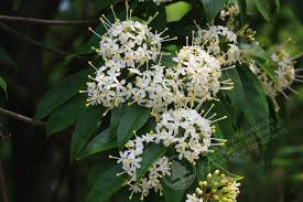 Image result for Cassia thyrsoidea